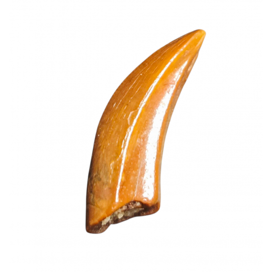 Deltadromeus agilis (premax tooth)