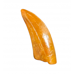 Deltadromeus agilis (premax tooth)