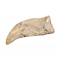 siroccopteryx moroccensis (claw)