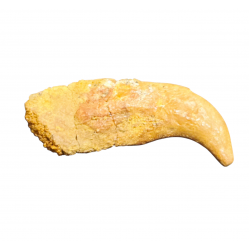 siroccopteryx moroccensis (claw)