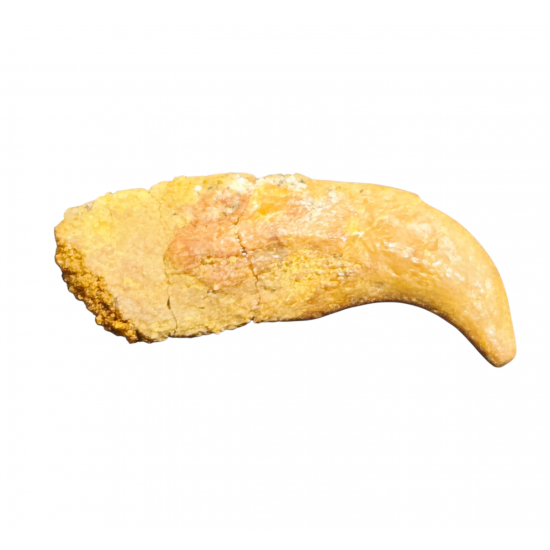 siroccopteryx moroccensis (claw)