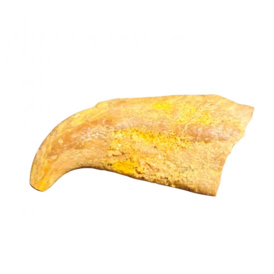 siroccopteryx moroccensis (claw)