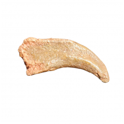 siroccopteryx moroccensis (claw)