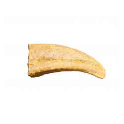 siroccopteryx moroccensis (claw)