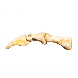 Elaphrosaurus sp. claw + digit bones