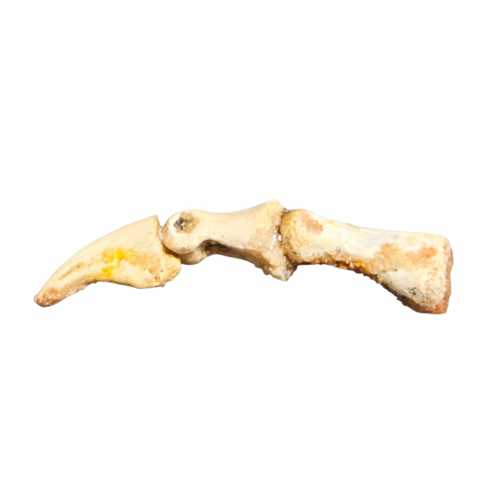 Elaphrosaurus sp. claw + digit bones