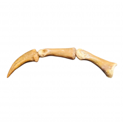 Elaphrosaurus sp. claw + digit bones