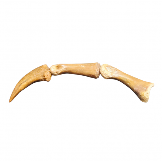 Elaphrosaurus sp. claw + digit bones