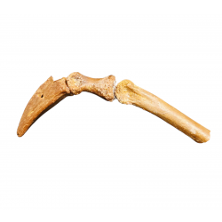Elaphrosaurus sp. claw + digit bones
