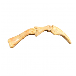 Elaphrosaurus sp. claw + digit bones