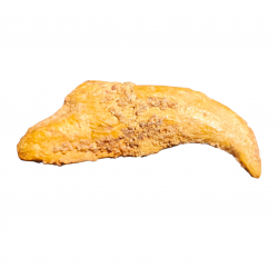 siroccopteryx moroccensis (claw)