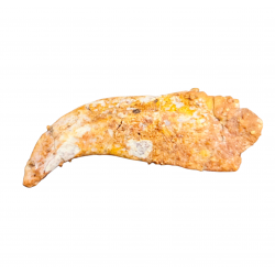 siroccopteryx moroccensis (claw)
