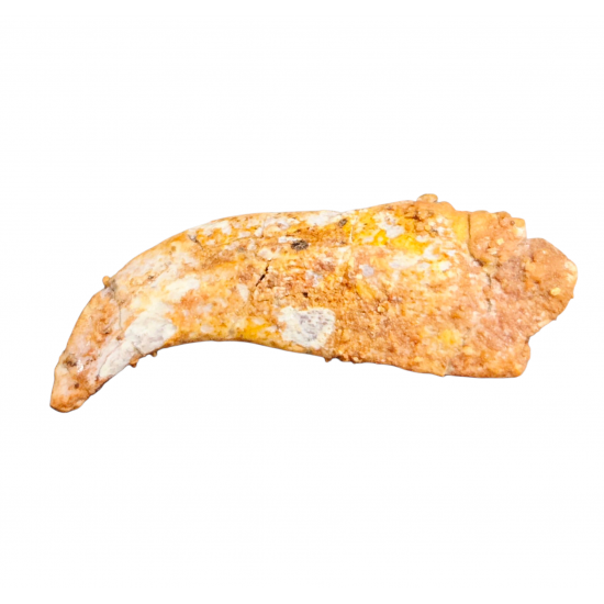 siroccopteryx moroccensis (claw)
