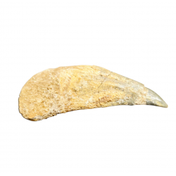 siroccopteryx moroccensis (claw)
