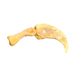 Siroccopteryx morrocensis claw + digit bones
