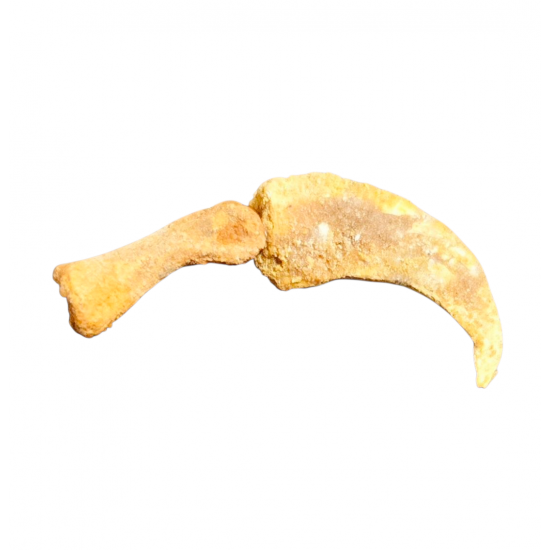 Siroccopteryx morrocensis claw + digit bones