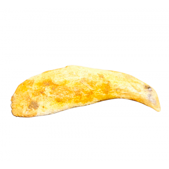 siroccopteryx moroccensis (claw)