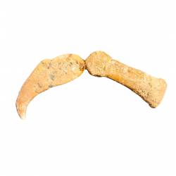 Siroccopteryx morrocensis claw + digit bones