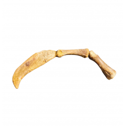 Siroccopteryx morrocensis claw + digit bones