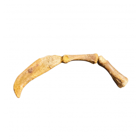 Siroccopteryx morrocensis claw + digit bones
