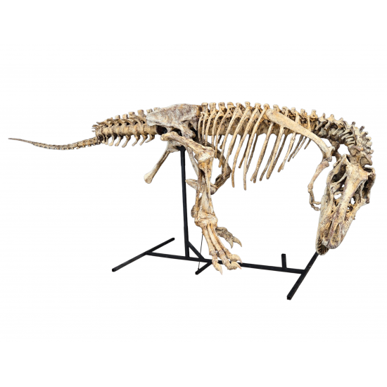 Tarbosaurus Bataar