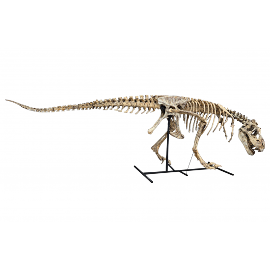 Tarbosaurus Bataar