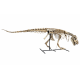 Tarbosaurus Bataar