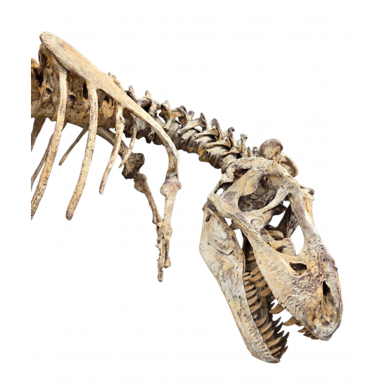 Tarbosaurus Bataar