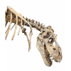 Tarbosaurus Bataar