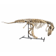 Tarbosaurus Bataar