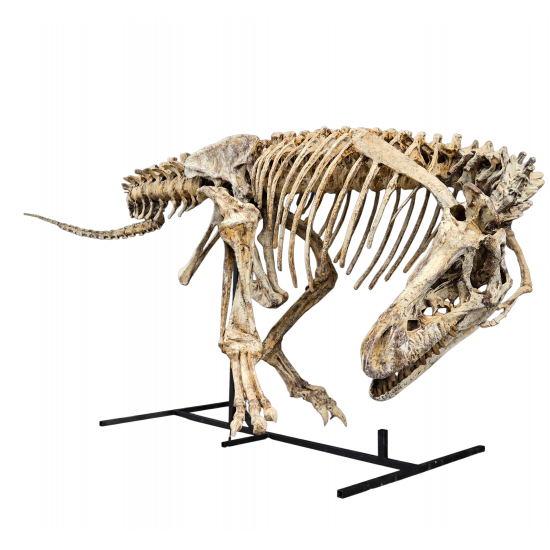 Tarbosaurus Bataar