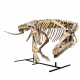 Tarbosaurus Bataar