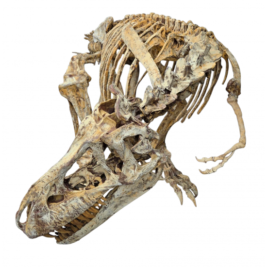 Tarbosaurus Bataar