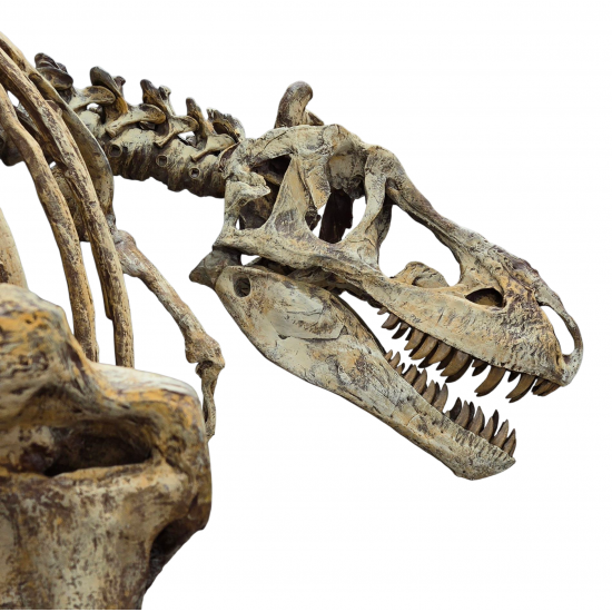 Tarbosaurus Bataar
