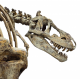 Tarbosaurus Bataar