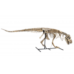Tarbosaurus Bataar