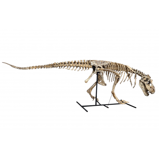 Tarbosaurus Bataar