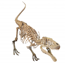 Carcharodontosaurus saharicus