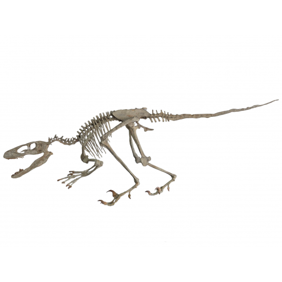 Deinonychus antirrhopus Deinonychus antirrhopus
