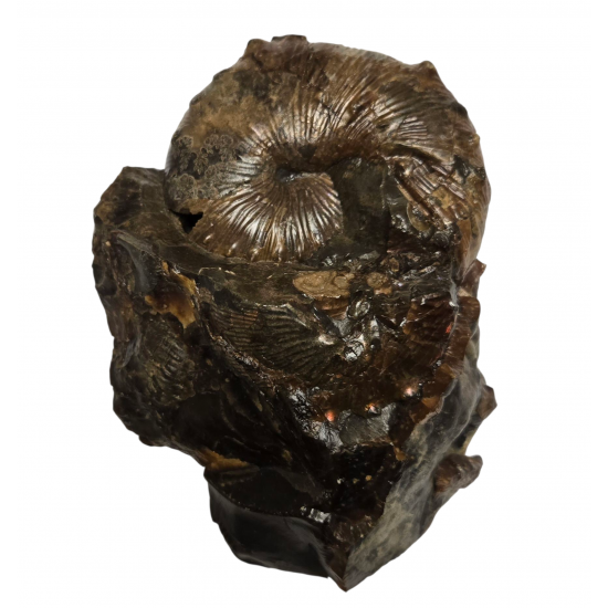 Scaphites nodosus
