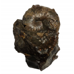 Scaphites nodosus