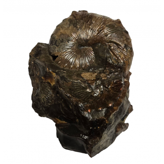Scaphites nodosus