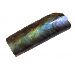 baculites scotti