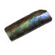 baculites scotti