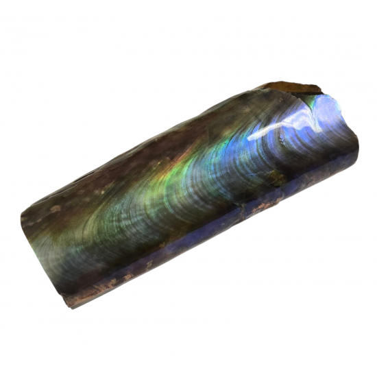 baculites scotti