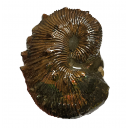 Scaphites nodosus