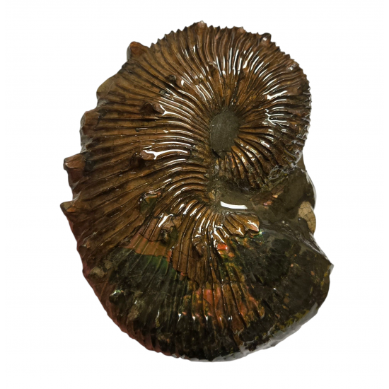 Scaphites nodosus