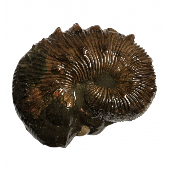 Scaphites nodosus