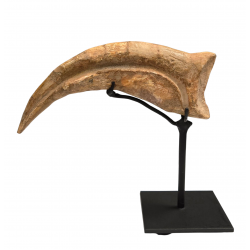 spinosaurus aegypticus claw