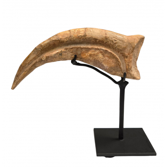 spinosaurus aegypticus claw